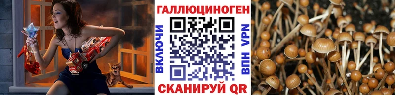 где купить наркоту  Новокубанск  Псилоцибиновые грибы мицелий 